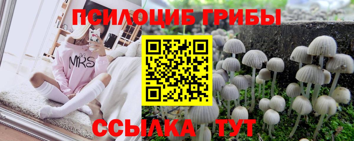 Псилоцибиновые грибы мицелий Вышний Волочёк